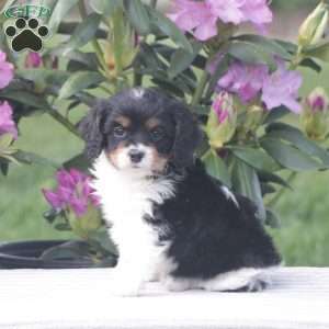 Pearl, Cavapoo Puppy